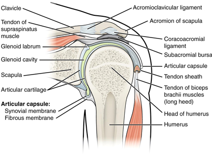 Anatomy of the shoulder.
